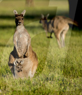 FEATURE - Kängurus in der Wildnis nahe Perth
