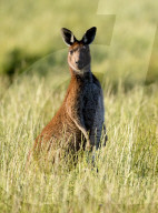 FEATURE - Kängurus in der Wildnis nahe Perth