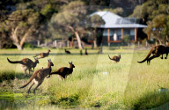 FEATURE - Kängurus in der Wildnis nahe Perth