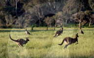 FEATURE - Kängurus in der Wildnis nahe Perth