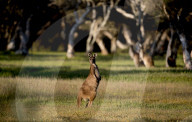 FEATURE - Kängurus in der Wildnis nahe Perth