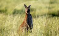 FEATURE - Kängurus in der Wildnis nahe Perth