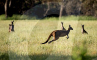 FEATURE - Kängurus in der Wildnis nahe Perth
