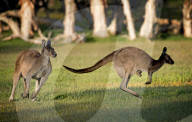 FEATURE - Kängurus in der Wildnis nahe Perth