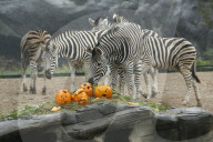 FEATURE - Halloween bei den Warzenschweinen im Tierpark Hagenbeck 