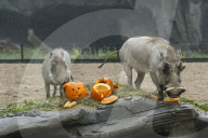 FEATURE - Halloween bei den Warzenschweinen im Tierpark Hagenbeck 