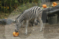 FEATURE - Halloween bei den Warzenschweinen im Tierpark Hagenbeck 
