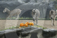 FEATURE - Halloween bei den Warzenschweinen im Tierpark Hagenbeck 