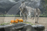 FEATURE - Halloween bei den Warzenschweinen im Tierpark Hagenbeck 