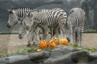 FEATURE - Halloween bei den Warzenschweinen im Tierpark Hagenbeck 