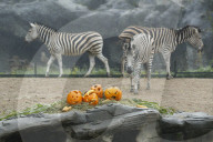 FEATURE - Halloween bei den Warzenschweinen im Tierpark Hagenbeck 