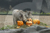 FEATURE - Halloween bei den Warzenschweinen im Tierpark Hagenbeck 