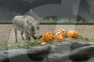 FEATURE - Halloween bei den Warzenschweinen im Tierpark Hagenbeck 
