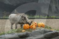 FEATURE - Halloween bei den Warzenschweinen im Tierpark Hagenbeck 