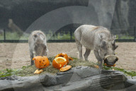 FEATURE - Halloween bei den Warzenschweinen im Tierpark Hagenbeck 