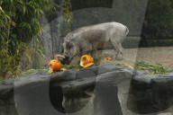 FEATURE - Halloween bei den Warzenschweinen im Tierpark Hagenbeck 
