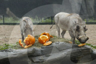 FEATURE - Halloween bei den Warzenschweinen im Tierpark Hagenbeck 