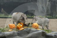 FEATURE - Halloween bei den Warzenschweinen im Tierpark Hagenbeck 