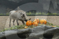 FEATURE - Halloween bei den Warzenschweinen im Tierpark Hagenbeck 