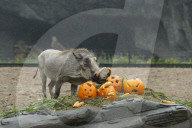 FEATURE - Halloween bei den Warzenschweinen im Tierpark Hagenbeck 