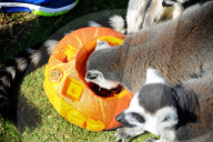 FEATURE - Halloween für Kinder und Tiere