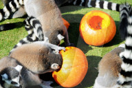 FEATURE - Halloween für Kinder und Tiere