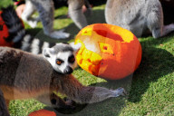 FEATURE - Halloween für Kinder und Tiere