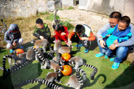 FEATURE - Halloween für Kinder und Tiere