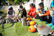 FEATURE - Halloween für Kinder und Tiere