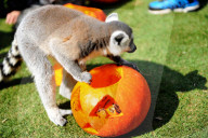 FEATURE - Halloween für Kinder und Tiere