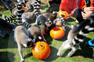 FEATURE - Halloween für Kinder und Tiere
