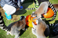 FEATURE - Halloween für Kinder und Tiere