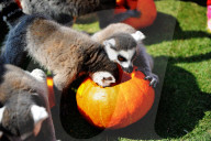FEATURE - Halloween für Kinder und Tiere