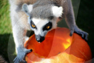 FEATURE - Halloween für Kinder und Tiere