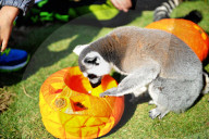 FEATURE - Halloween für Kinder und Tiere