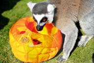 FEATURE - Halloween für Kinder und Tiere