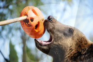 FEATURE - Halloween für Kinder und Tiere