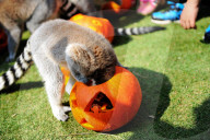FEATURE - Halloween für Kinder und Tiere