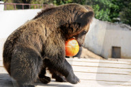 FEATURE - Halloween für Kinder und Tiere