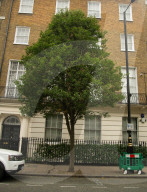 EXKLUSIV - London: Ein Obdachloser pinkelt an Madonnas Hecke