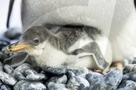 FEATURE - Pinguinküken Banjo im Zoo von Melbourne