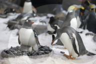 FEATURE - Pinguinküken Banjo im Zoo von Melbourne