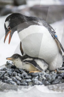 FEATURE - Pinguinküken Banjo im Zoo von Melbourne