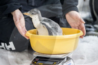 FEATURE - Pinguinküken Banjo im Zoo von Melbourne