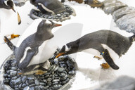 FEATURE - Pinguinküken Banjo im Zoo von Melbourne