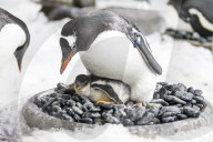 FEATURE - Pinguinküken Banjo im Zoo von Melbourne