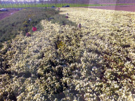 FEATURE - Chrysanthemen Ernte in China