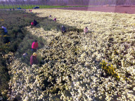 FEATURE - Chrysanthemen Ernte in China