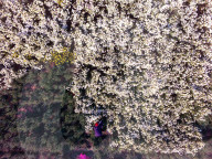 FEATURE - Chrysanthemen Ernte in China