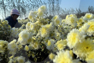 FEATURE - Chrysanthemen Ernte in China